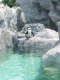lone penguin